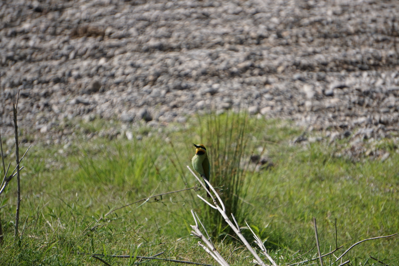 Honey Bee Eater, we had seen these birds everywhere from the Red Centre to where we were now. Normally too fast/small to photograph with my rudimentary gear, the gang who called the Boyd River home allowed me to get close enough for some useable shots.